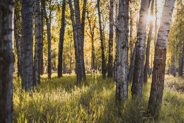 Sun shines through trees