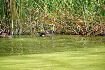 Blue-winged teal (Spatula discors) swimming in Laguna de Yambo, near Latacunga, Ecuador