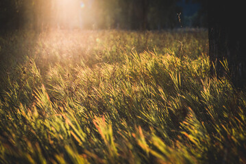 Field of grass at sunset