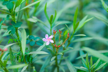 A desert pink flower captured with plants on background.
