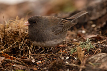 Dark eyed junco is eating seeds on the ground in spring.