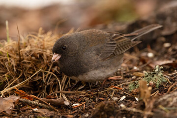 Dark eyed junco is eating seeds on the ground in spring.