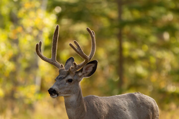 Naklejka na ściany i meble Mule deer buck in the wood with velvet antlers in autumn.