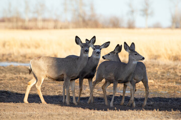 Herd of mule deers in the field in early spring in prairies.