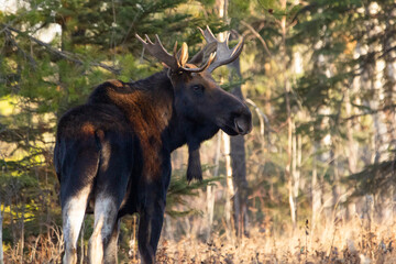 Big Moose bull with antlers is standing in the autumn forest.