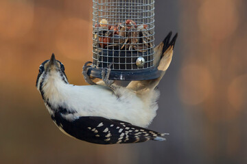 Hairy woodpecker is eating seeds from the feeder in the yard in fall.