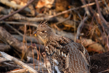 Ruffed grouse if masking in the  grass  during hunting season.