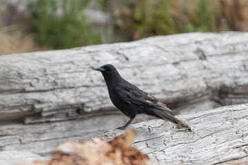 crow on the tree