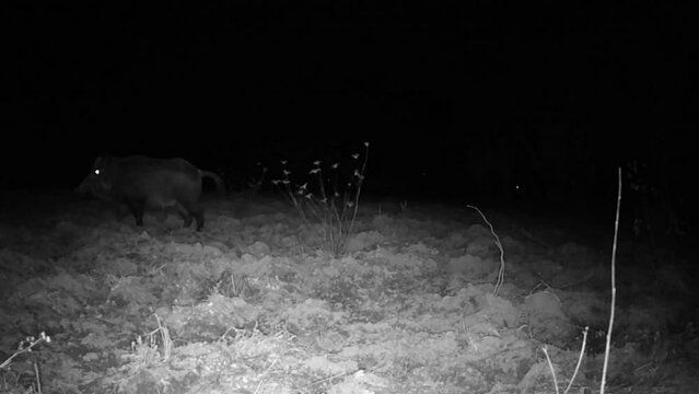 Passage of a big wild boar during the night in the Italian countryside - obtained through an infrared camera trap