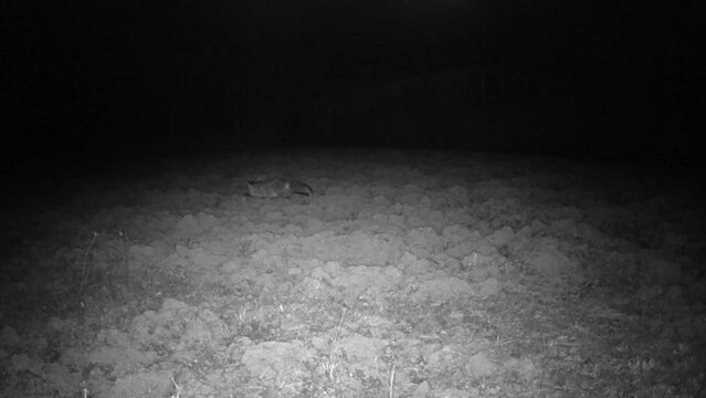 Passage of a fox during the night in the Italian countryside - video obtained with an infrared camera