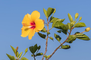 hibiscus brackenridgei flower growing outdoors in summer