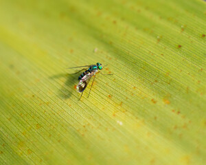 Close-up image of a fly on a green leaf.