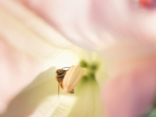 Honey bee colleting pollen from a pink flower stamen.