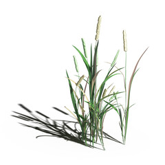 wild field grass with a shadow under it, isolated on a transparent background, 3D illustration, cg render