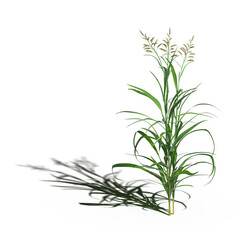 wild field grass with a shadow under it, isolated on a transparent background, 3D illustration, cg render