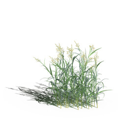 wild field grass with a shadow under it, isolated on a transparent background, 3D illustration, cg render