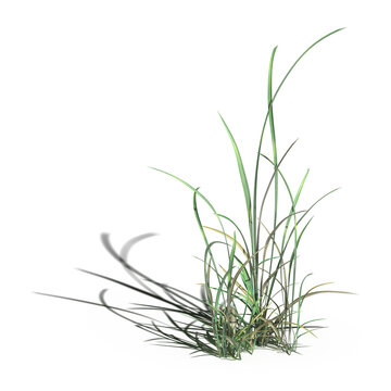 wild field grass with a shadow under it, isolated on a transparent background, 3D illustration, cg render