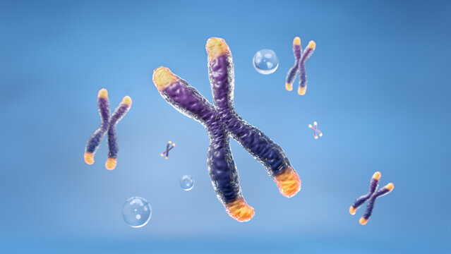 Telomere chromosome with bubble floating on blue background for science and anti aging technology. 3D rendering.