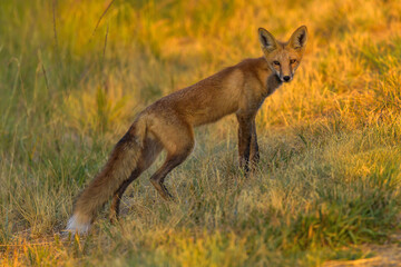 Red Fox - A young Red Fox hunting in a mountain meadow on a golden Autumn evening. North Table Mountain, Denver-Golden-Arvada, Colorado, USA.