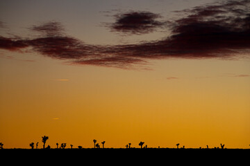 Fototapeta na wymiar Nevada desert sunset cactus