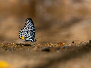 beautiful butterfly feeding on the ground in nature,Thailand