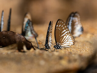 beautiful butterflies feeding on the ground in nature,Thailand