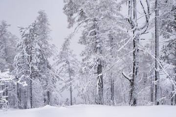 Winter snow-covered trees in the Ural mountains