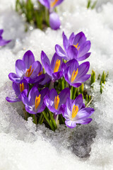 Spring crocus in the snow, lit by the sun
