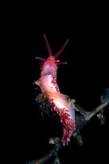 A tiny sea animal - Nudibranch (sea slug) - Trinchesia sp. Underwater macro world of Tulamben, Bali, Indonesia.