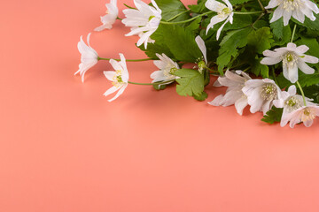 Bouquet of white snowdrops on a pink background. Copy space