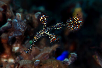 Ornate Ghostpipefish - Solenostomus paradoxus lives beside a sea lily (crinoid). Underwater macro world of Tulamben, Bali, Indonesia.