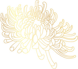 Fototapeta na wymiar Mums flower gold line art