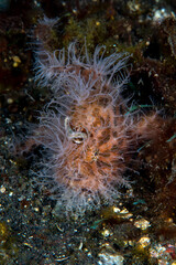 Hairy Frogfish - Antennarius striatus on the sea bottom. Underwater world of Tulamben, Bali, Indonesia. 