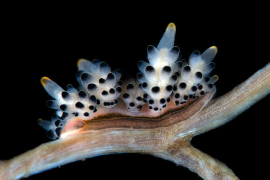 A tiny nudibranch (sea slug) - Doto. Underwater macro life of Tulamben, Bali, Indonesia.