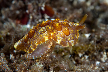 Sea slug - Pleurobranchus forskalii. Underwater macro world of Tulamben, Bali, Indonesia.