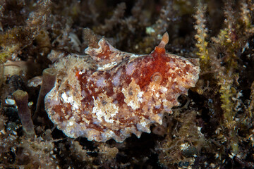 Nudibranch (sea slug) - Platydoris inframaculata. Underwater macro life of Tulamben, Bali, Indonesia. 