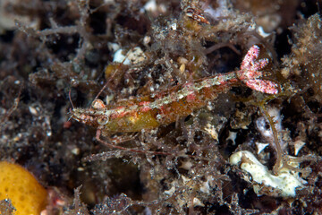 Fototapeta na wymiar A small shrimp on the sea bottom at night. Underwater macro life of Tulamben, Bali, Indonesia.