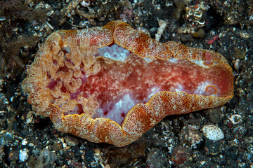 Nudibranch (sea slug) - Spanish Dancer - Hexabranchus sanguineus (lat) on the sea bottom. Underwater macro world of Tulamben, Bali, Indonesia. 