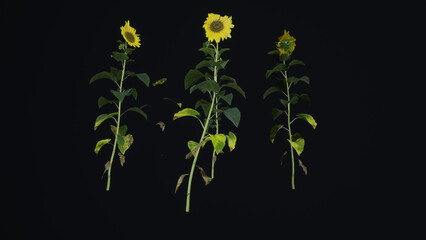 Sunflower flower on a black background