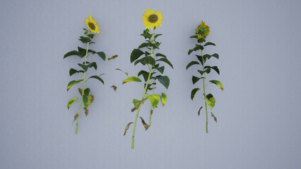 Sunflower flower on a black background