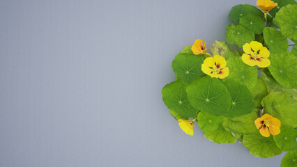 Flower leaves on a white background