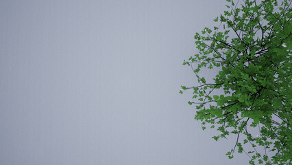 Plant leaves on a white background for use in writing any texts or displaying posters and pasting pictures