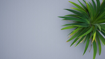 Narcissus leaves on a white background