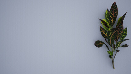 Green leaves on white background of table, top view, place for text, mockup