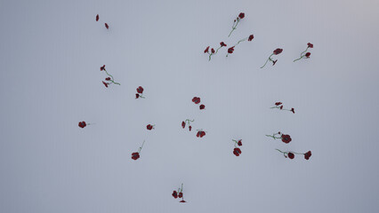 Green leaves on white background as botanical frame flatlay, eco design and spring nature flat lay concept
