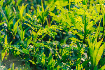 Green leaves in the sun