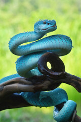 trimeresurus blue