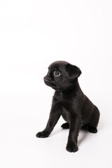 Portrait of black cute pet pug-dog of breed Petit Brabancon or Belgian  Griffon. Puppy standing in side view and looking. Black Dog puppy Isolated on white background. 