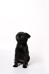 Portrait of black cute pet pug-dog of breed Petit Brabancon or Belgian  Griffon. Puppy standing in side view and looking. Black Dog puppy Isolated on white background. 