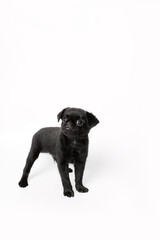 Portrait of black cute pet pug-dog of breed Petit Brabancon or Belgian  Griffon. Puppy standing in side view and looking. Black Dog puppy Isolated on white background. 